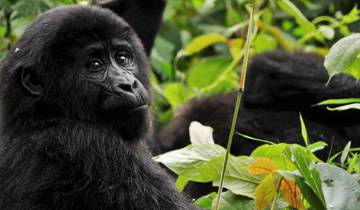 7 Days Flying Rwanda Gorilla Safari and Wildlife Tours Tour