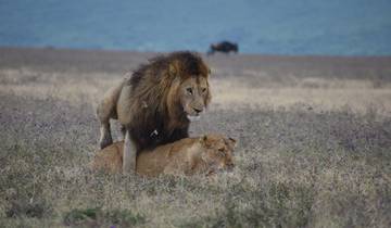 3 Days - Tarangire, Manyara & Ngorongoro -Mid-Range Lodge