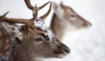 Randonnée en raquettes dans la vallée d'Antholzer (7 jours)