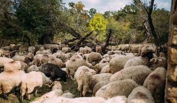 Walk Romania's Highlights (8 days)