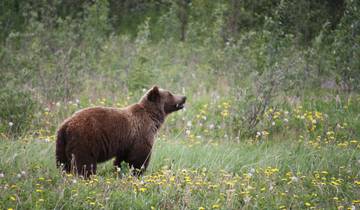 Golden Circle - Sightseeing Reise Yukon und Alaska (8 Tage) Rundreise
