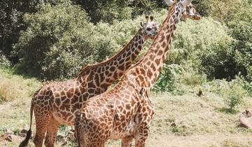 Excursion d'une journée dans le parc national d'Arusha avec déjeuner pique- nique