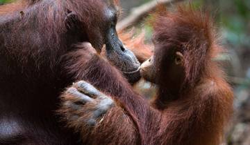12 Day Borneo Itinerary, incl. Kuching and Sandakan