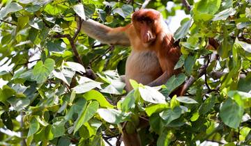 12 Day Borneo Itinerary, incl. Kuching and Sandakan