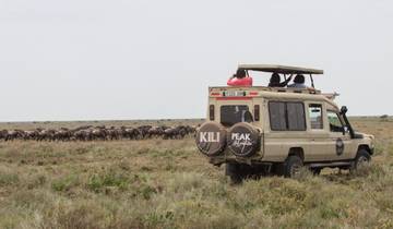 8 Days Great Wildebeest Calving Migration in Ndutu (December to March) Tour