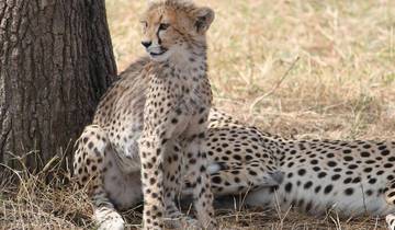 Safari big 5 dans le sud de la Tanzanie - 6 jours
