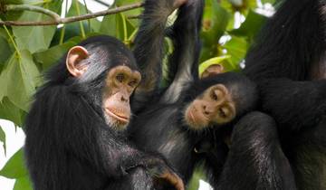 4 jours de suivi des chimpanzés à Mahale circuit