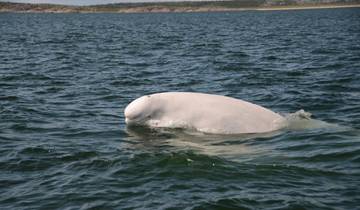 Calgary Subarctic Discovery: Churchill Beluga Whales Tour