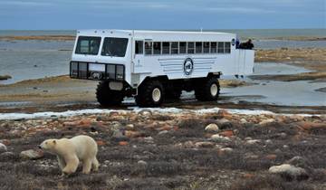 Subarctic Discovery: Churchill Polar Bears - Calgary Tour
