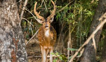 Betoverende wildernis – Safari van Delhi naar Centraal –India-rondreis