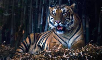 Tiger Trails: Central India Exploration from Delhi/Mumbai Tour