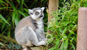 10 Days in Madagascar, incl. Antananarivo and Isalo National Park