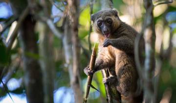 10 Days in Madagascar, incl. Antananarivo and Isalo National Park