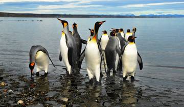 7 Days visit to King Penguin Colony @ Tierra del Fuego & visit Torres del Paine National Park. Tour