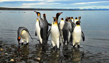 7 Days visit to King Penguin Colony @ Tierra del Fuego & visit Torres del Paine National Park.