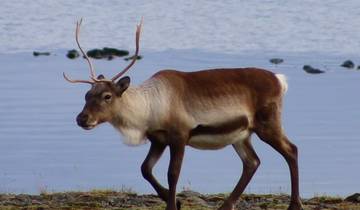 10 Days in Iceland, incl. Ring Road and Golden Circle