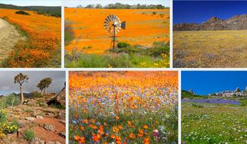 Circuit des fleurs du Namaqualand