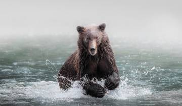 Grizzly Bears of Toba Inlet - 3 Nights / 4 Days