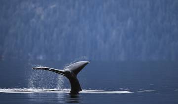 Klahoose Adventure - British Columbia Summer Wildlife & Cultural Tour - Forfait de 4 nuits / 5 jours