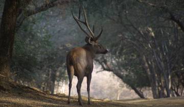 India Tiger Safari Tour with Agra