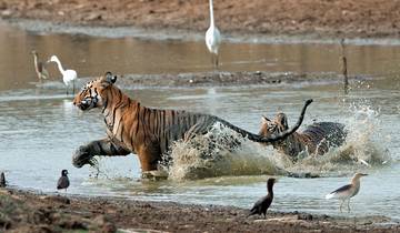 Tigers and Leopards Safari Tour