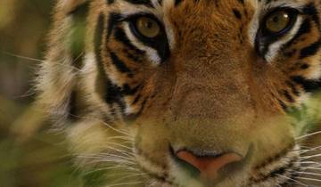 India Tiger Safari Tour Tour