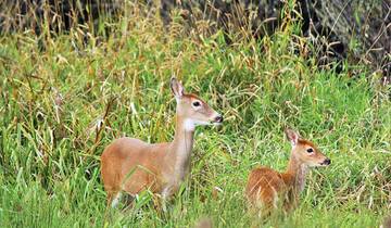 India Tiger Safari Tour