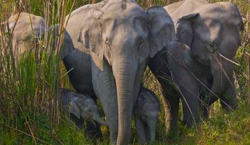 India Tiger Safari Tour