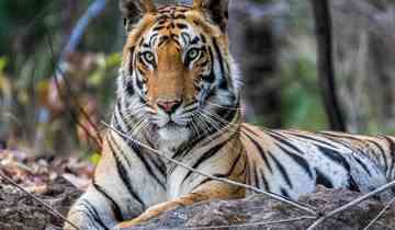 Central India Land of Tigers: Delhi, Agra, Bandhavgarh, & Kanha - 12 Days Tour