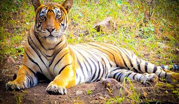 Rajasthan Wildlife Tour: Ranthambore National Park by Train - 5 Days Tour