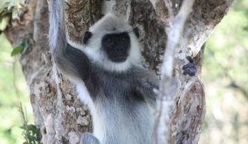 Sri Lanka Highlights & Tierwelt - 10 Tage