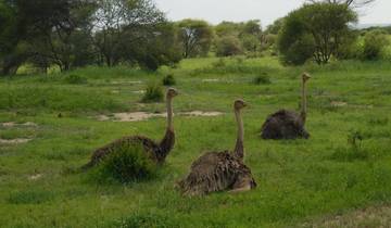 Une excursion d'une journée dans le parc national du lac Manyara