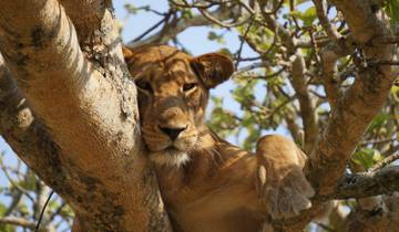 Bwindi & Queen-Elizabeth-Nationalpark Safari (4 Tage) Rundreise