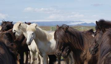 12 Days in Iceland, incl. Reykjavik and Akureyri