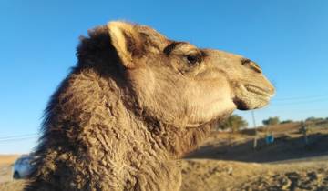 Desert Tour From Marrakech to Fez :  4 Days Tour To  Sahara Desert , Camel ride Tour