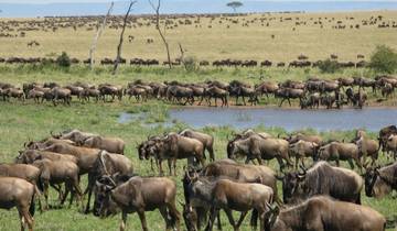 Circuito Safari de 4 días por el Serengeti en migración de ñus: visita el mundialmente famoso Serengeti y el cráter del Ngorongoro a un precio asequible