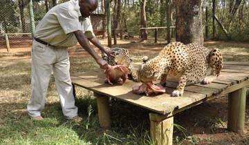 Volunteer with Wildlife Animals in Kenya