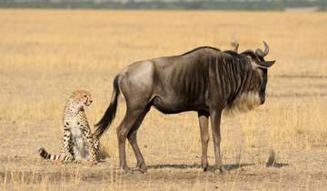 3 Days – Serengeti Joining group safari