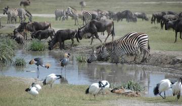 3 Days – Serengeti Joining group safari
