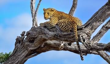 3 Days Best Ever Kruger National Park Safari from Cape Town Tour