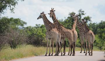 2 Days Best Ever Kruger National Park Safari from Cape Town Tour