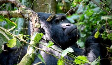 4 Days Gorilla trekking, Bwindi Uganda