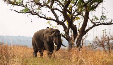 Gorilas y senderismo por las montañas Rwenzori de Uganda