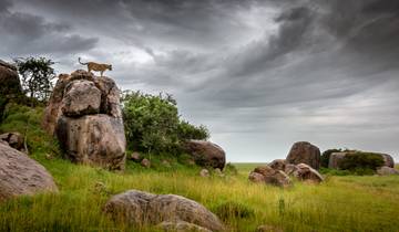 Safari photographique sur les grands félins d\'Afrique - 14 jours circuit