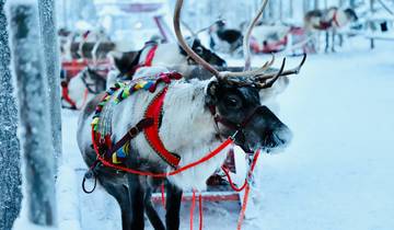 Expérience hivernale à Rovaniemi circuit