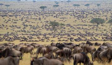 5 días de safari en Jeep 4x4 Land Cruiser por la migración de los ñus en Masai Mara