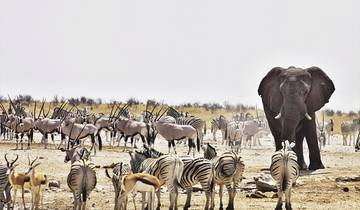 6 Days Explore Etosha, Swakopmund and Sossusvlei | Private Guided Lodge