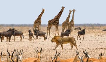 12 Days Namibia in Plus | Private Guided Lodge Tour