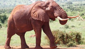 Safari photographique de la faune et de la flore du Kenya - 7 jours