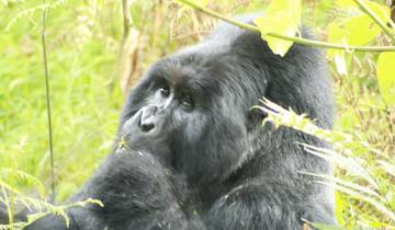 3 DAYS GORILLA EXPERIENCE AT MGAHINGA NATIONAL PARK